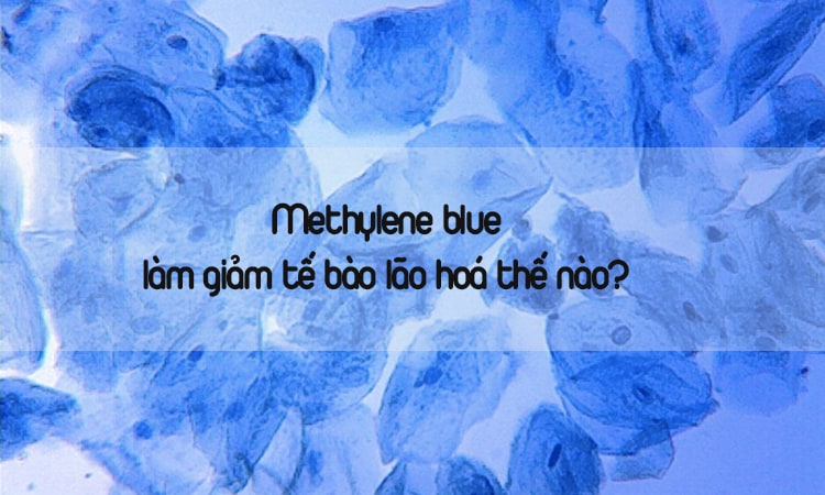methylene blue làm giảm tế bào lão hoá